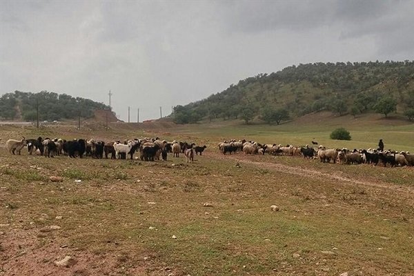 عشایر از تردد در کنار  رودخانه های چهارمحال وبختیاری پرهیز کنند