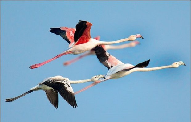 فرود فلامینگوها بر روی باند فرودگاه خرم‌آباد!