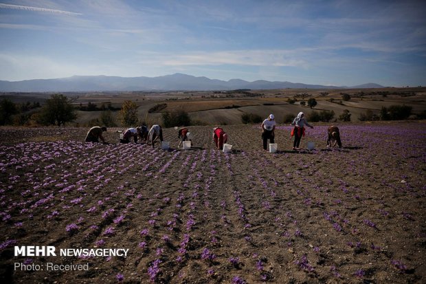 تولید ۹۲درصدی زعفران جهان توسط ایران/ خام فروشی۳۸۰میلیون دلاری