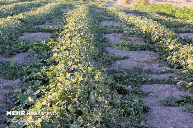 خسارت تند باد به مزارع کشاورزی هشتبندی هرمزگان