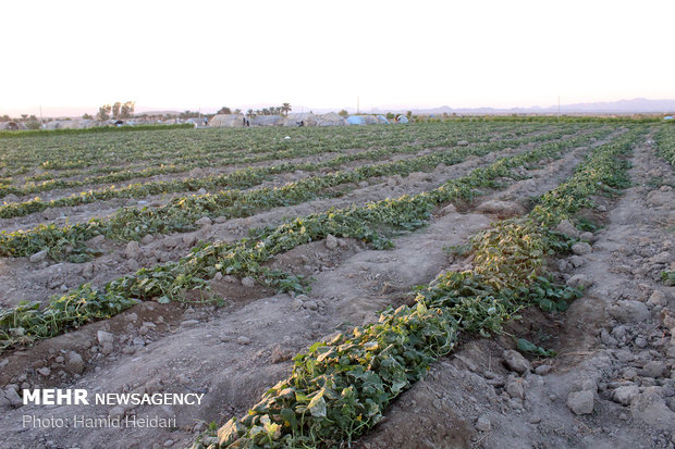 خسارت تند باد به مزارع کشاورزی هشتبندی هرمزگان