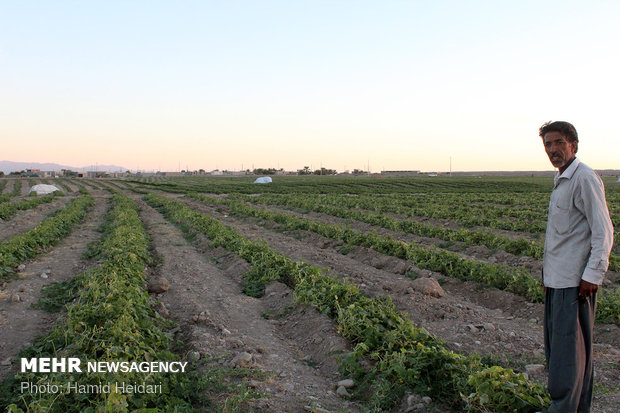 خسارت تند باد به مزارع کشاورزی هشتبندی هرمزگان