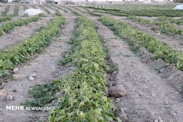 گلایه کشاورزان بخش کربال از وضعیت آب رسانی به مزارع