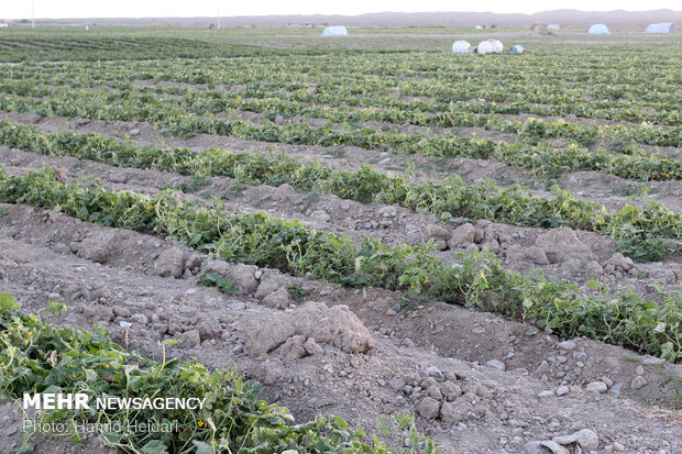 خسارت تند باد به مزارع کشاورزی هشتبندی هرمزگان