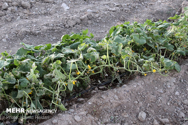 خسارت تند باد به مزارع کشاورزی هشتبندی هرمزگان