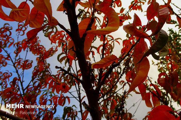 رنگ پاییز در کوچه باغ های بروجرد