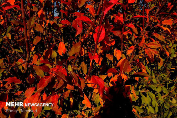 رنگ پاییز در کوچه باغ های بروجرد