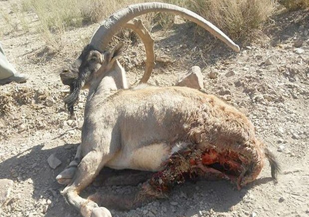 شکارچیان کل وحشی در بمو به دام افتادند