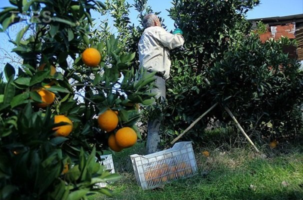 المان مرکبات در ورودی قائمشهر نصب می شود