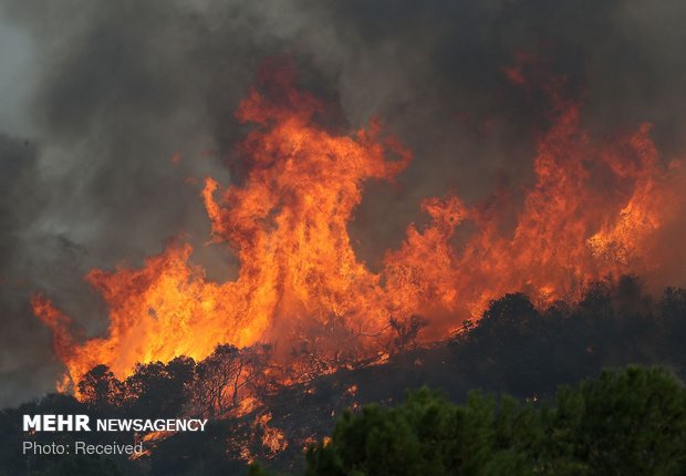 فلم/ کیلیفورنیا کے جنگلات میں لگی آگ سے تلفات میں اضافہ