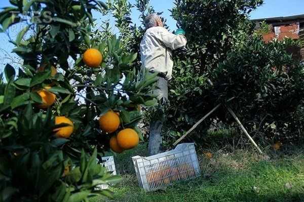 صادرات پرتقال به رودخانه و دریا/ خزان مرکبات در راه است