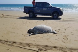 مرگ لاک‌پشت‌های شهرستان جاسک در طول ساحل «ونک»