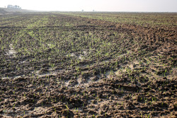 آغاز فاز دوم طرح ۵۵۰ هزار هکتاری خوزستان و ایلام در یک ماه آینده/کمبود شدید مواد آلی در خاک کشور