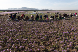 Harvesting saffron in Torbat-e Heydarieh