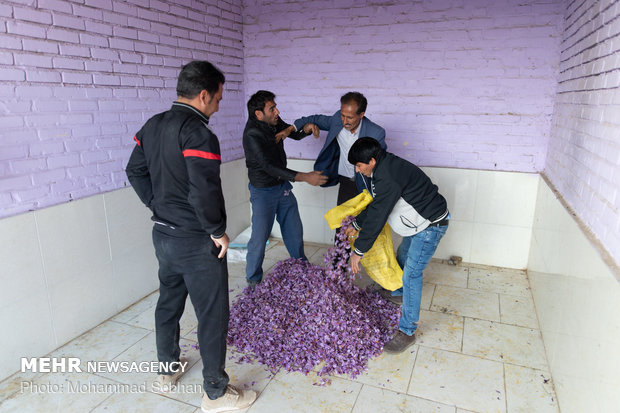 Harvesting saffron in Torbat-e Heydarieh