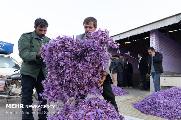 Harvesting saffron in Torbat-e Heydarieh