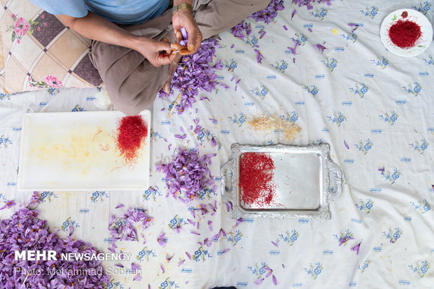 Harvesting saffron in Torbat-e Heydarieh