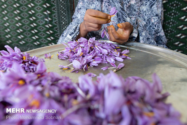 Harvesting saffron in Torbat-e Heydarieh