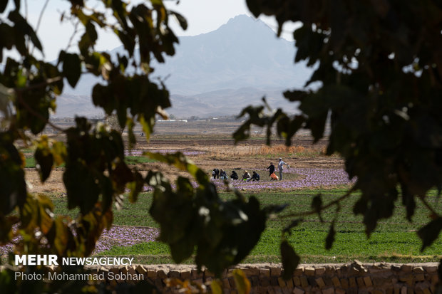 Harvesting saffron in Torbat-e Heydarieh