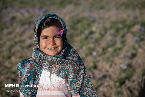 Harvesting saffron in Torbat-e Heydarieh