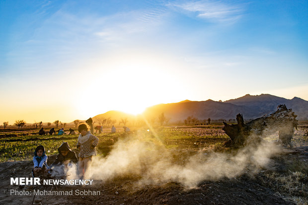 Harvesting saffron in Torbat-e Heydarieh