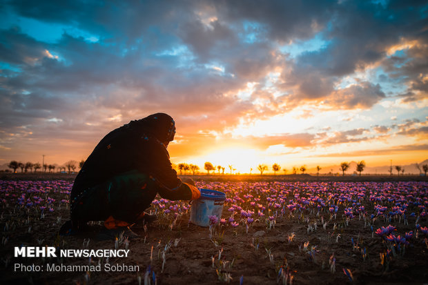 Harvesting saffron in Torbat-e Heydarieh