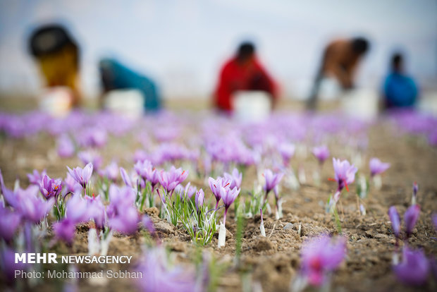 سنگ‌اندازی مسئولان برای توسعه کشت طلای سرخ در گلستان