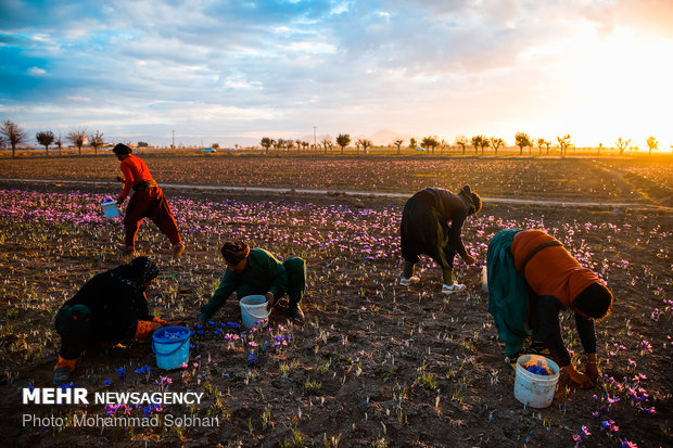 Harvesting saffron in Torbat-e Heydarieh