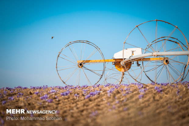 Harvesting saffron in Torbat-e Heydarieh