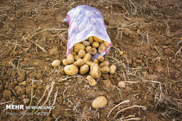 مزارع البطاطس بمحافظة "جهارمحال وبختياري" 