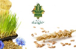 بیمه محصولات کشاورزی تا ۱۵ اسفند امسال در آذربایجان غربی تمدید شد
