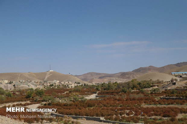 Barberry harvest in South Khorasan province