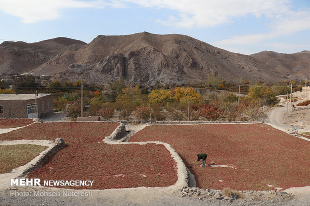 Barberry harvest in South Khorasan province