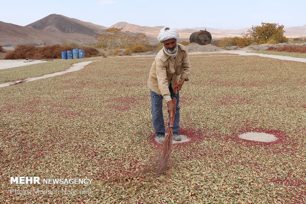 Barberry harvest in South Khorasan province