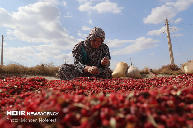 Barberry harvest in South Khorasan province