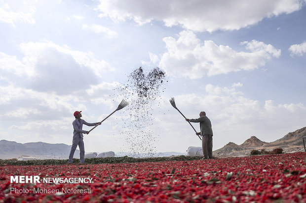 Barberry harvest in South Khorasan province