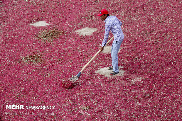 Barberry harvest in South Khorasan province