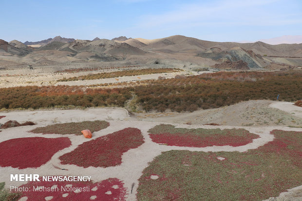 Barberry harvest in South Khorasan province