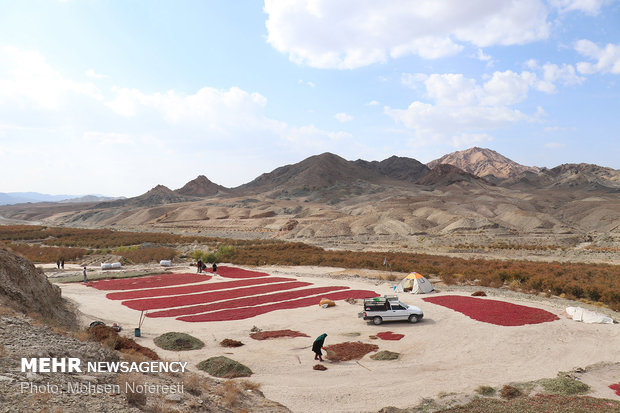 Barberry harvest in South Khorasan province