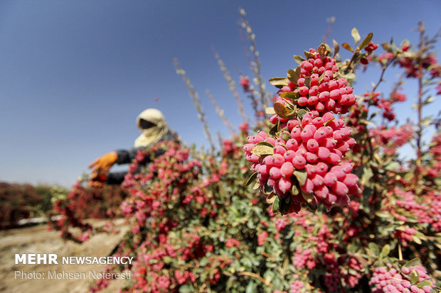 Barberry harvest in South Khorasan province