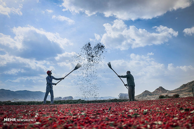 Barberry harvest in South Khorasan province