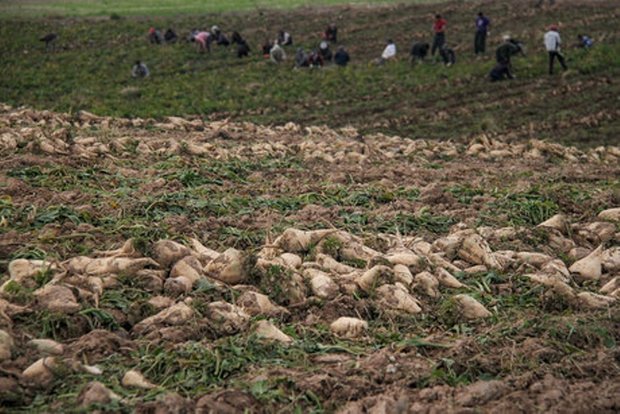 برداشت چغندر قند در آذربایجان غربی آغاز می شود