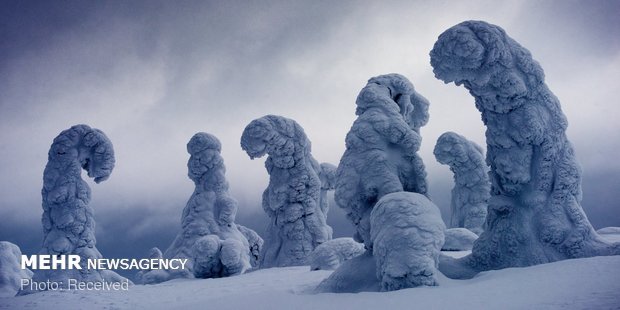 برندگان مسابقه عکاسی اپسون پانو‎