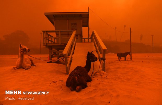 نجات حیوانات از جهنم کالیفرنیا‎