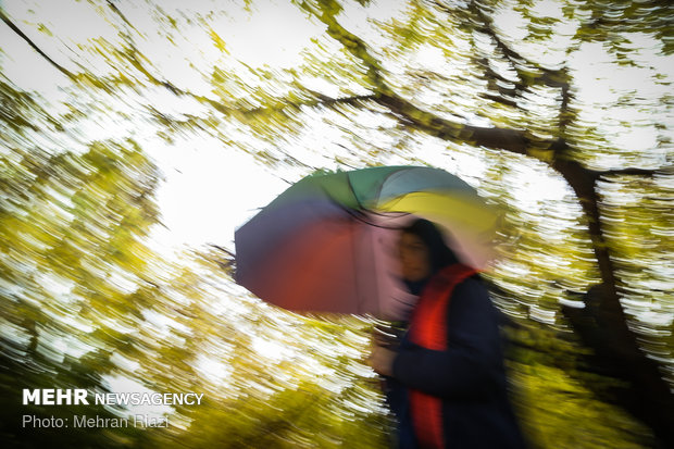 طراوت باران در تهران