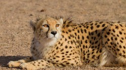 On verge of extinction: Cheetah killed in road accident in northeastern Iran