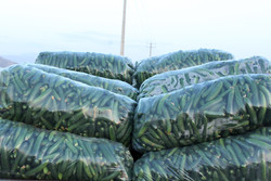 عرضه گسترده خیار سبز در میادین تره بار هشتبندی هرمزگان