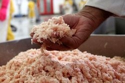 ۲.۶ تن خمیر مرغ غیرمجاز در مازندران معدوم شد