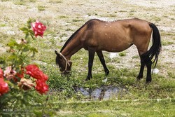 مرکز تشخیص بیماری‌های اسب گلستان در دهه فجر به بهره برداری می رسد