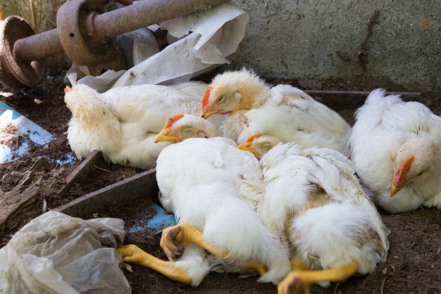 موردی از آنفلوانزای فوق حاد پرندگان در میاندوآب گزارش نشده است